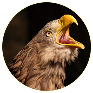 Golden Eagle