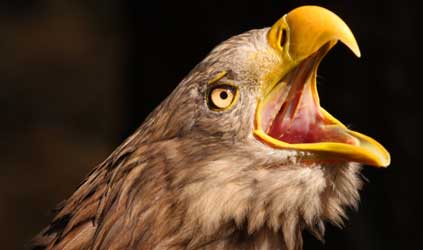 Attacking Golden Eagle (Photo by vladvitek)