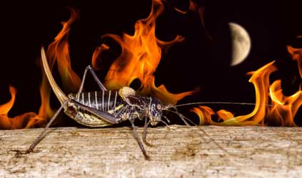 Insect and moon at night (Photo by Bloack)